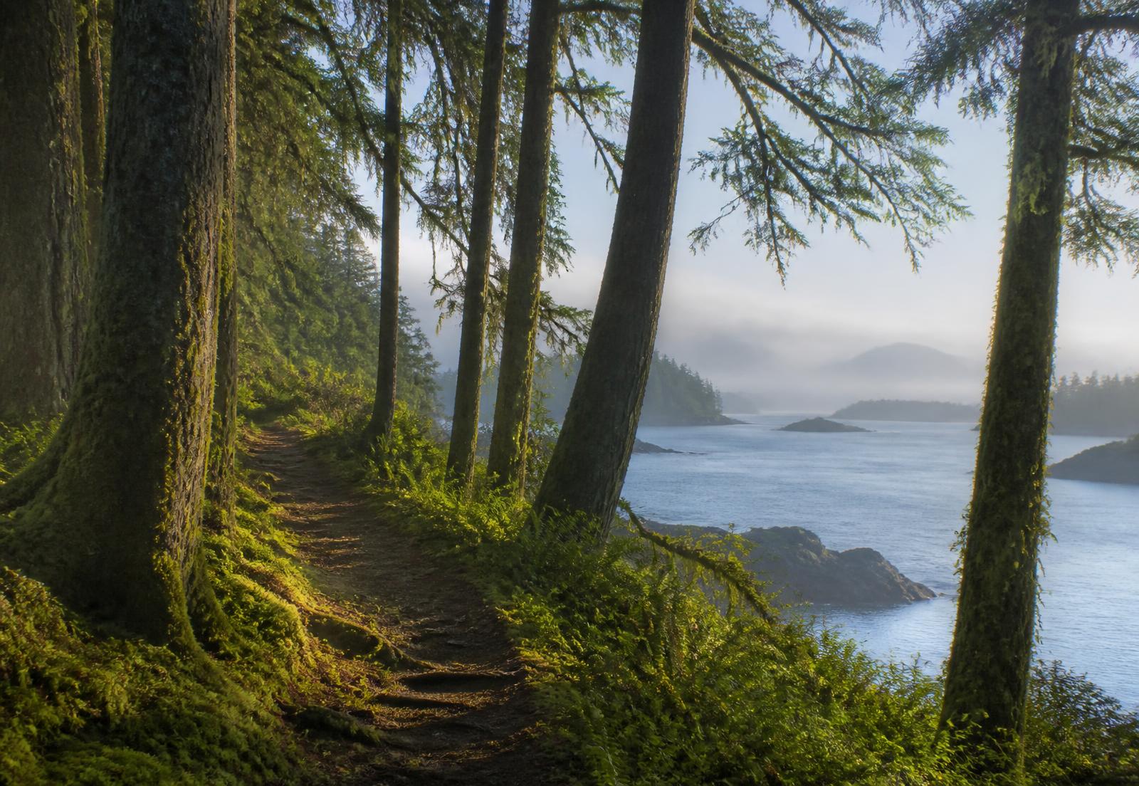 Mossy coastal rainforest trail opening to the Pacific ocean and misty islands in British Columbia