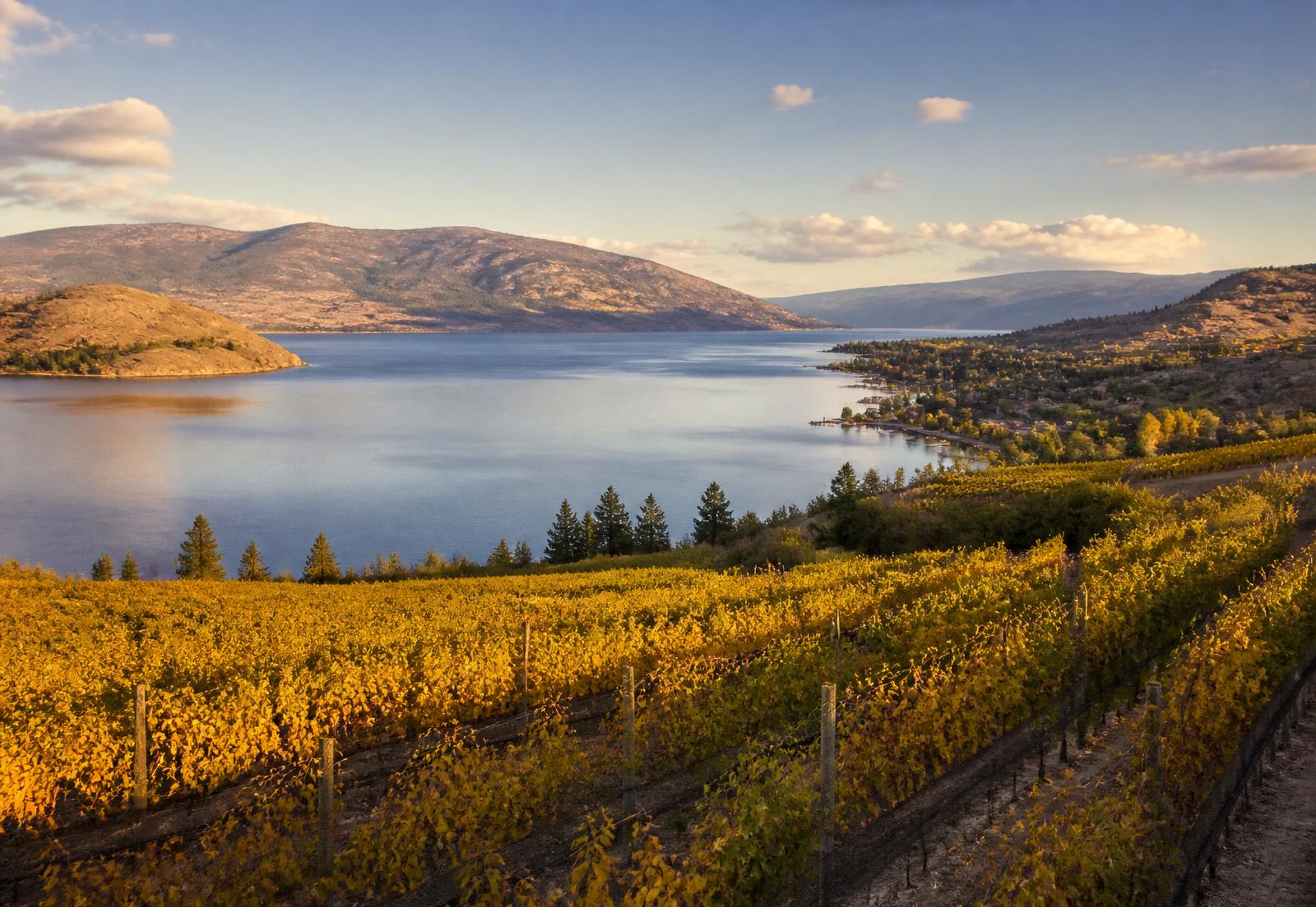 Autumn vineyards above a wide blue lake in the Okanagan valley, British Columbia